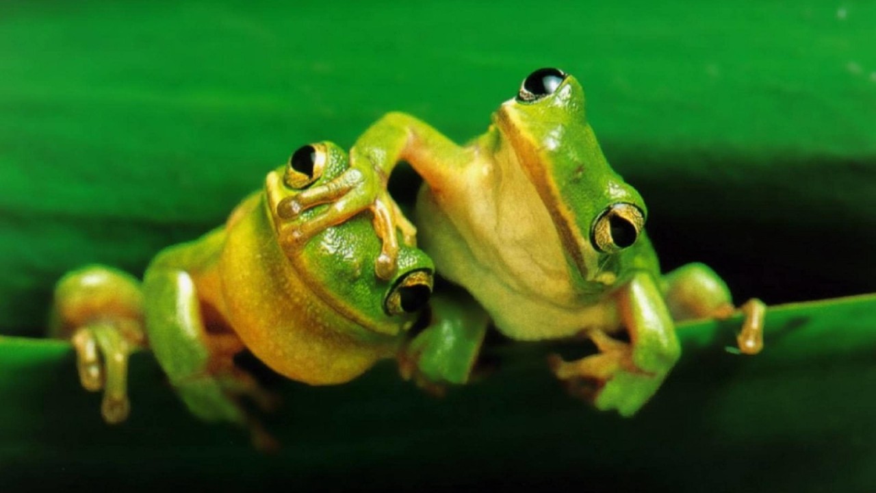 Madagaskar’da 5 yeni kurbağa türü keşfedildi!