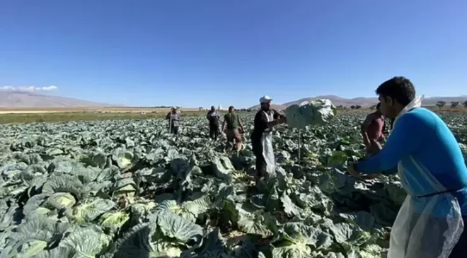 Günlük 4 bin TL’ye işçi bulunamıyor! Tarlada kriz büyüyor