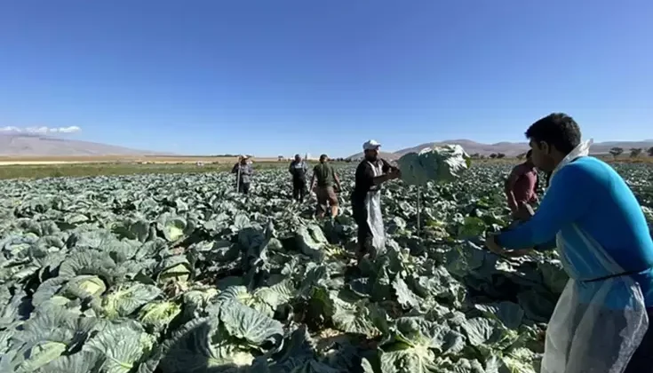 Günlük 4 bin TL’ye işçi bulunamıyor! Tarlada kriz büyüyor