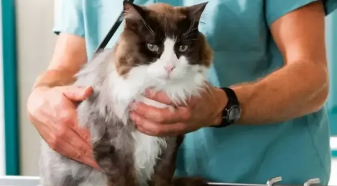 Dikkat çeken araştırma! Kediler, insanlarda kanser tedavisi için yeni ipuçları sunabilir